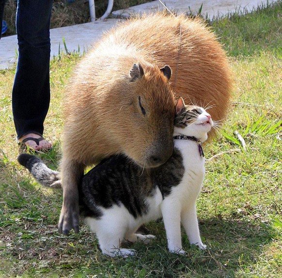 capybara

https://imgur.com/gallery/XKtnH