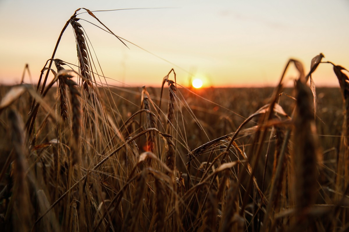 epa10750471 Sunset at a wheat field in the Donetsk region, Ukraine, 16 July 2023. A deal brokered by Turkey and the United Nations to ensure the safe export of grain from Ukrainian ports will expire o ...