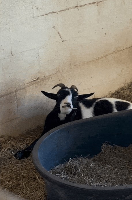 Animiertes GIF