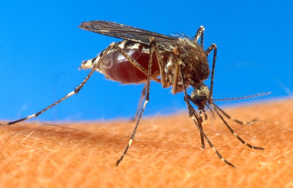 FILE - In this undated file photo provided byt he USDA, an aedes aegypti mosquito is shown on human skin. Guyana is reporting at least 12 more cases of the mosquito-borne virus chikungunya that causes ...