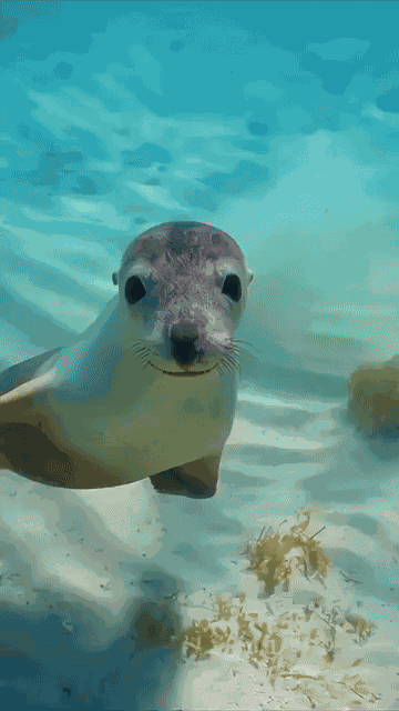 Animiertes GIF