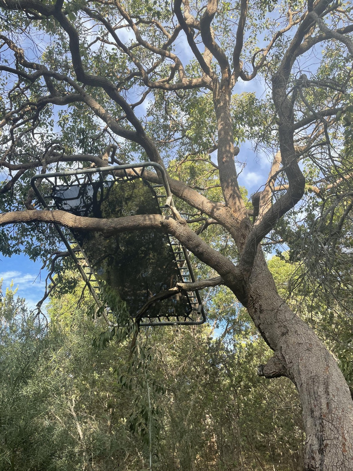 Trampolin hängt im Baum