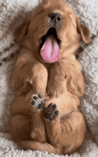 Today, just looking at these 29 animal photos will make you happy