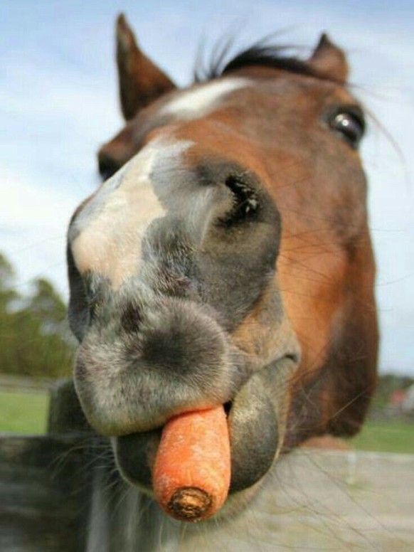 cute news tier pferd

https://ch.pinterest.com/pin/1121888957199769957/