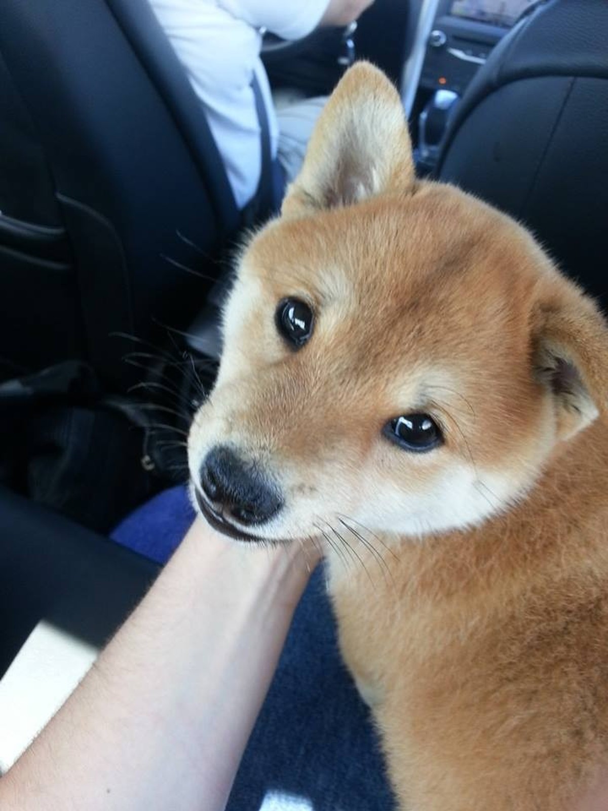 des shiba inus trop mignons!