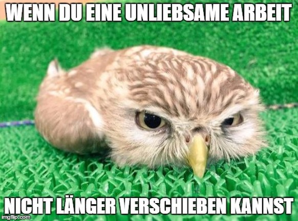 Grumpy Owl Meme 
Cute News