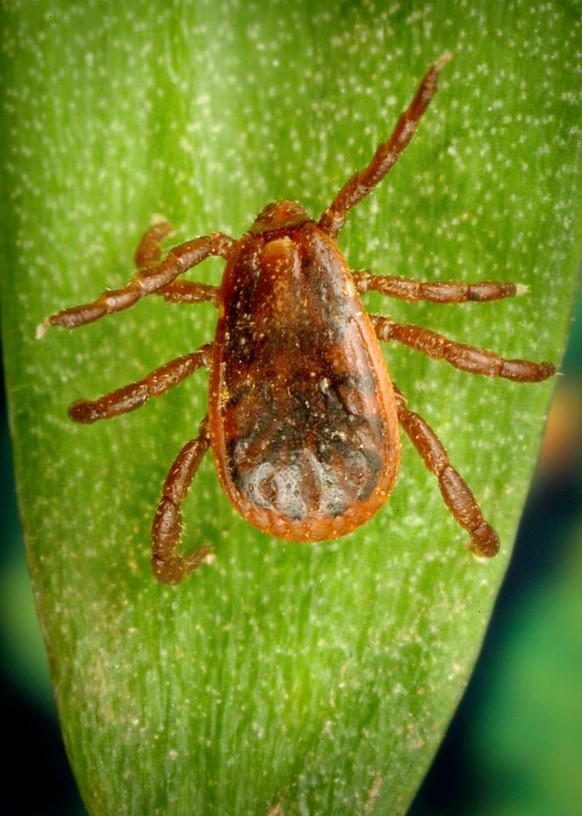 Die Braune Hundezecke (Rhipicephalus sanguineus)