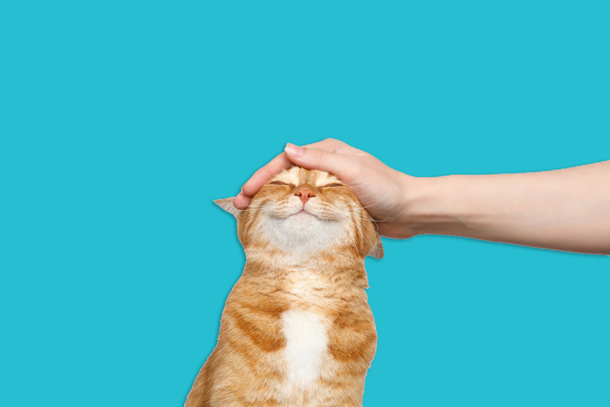 Eine hübsche Katze schnurrt behaglich, während sie gestreichelt wird.