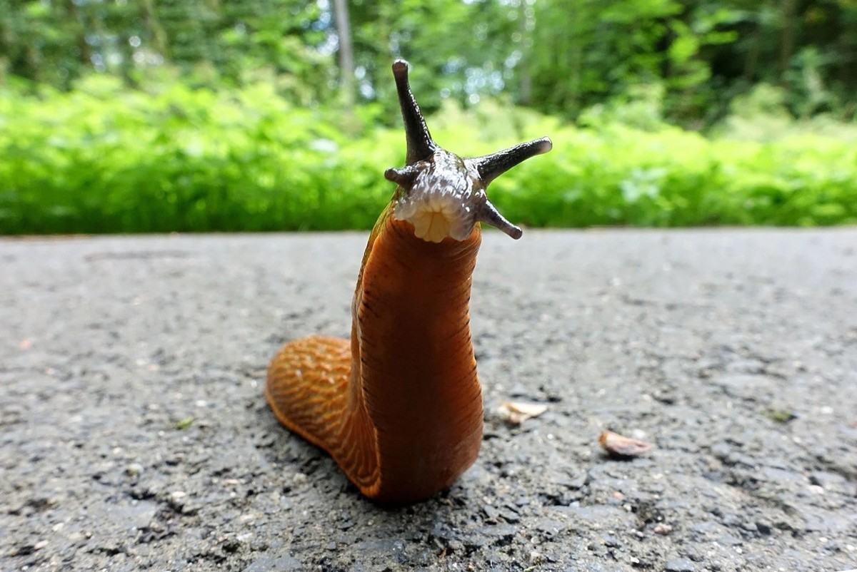 Une limace marron sur un chemin de terre.