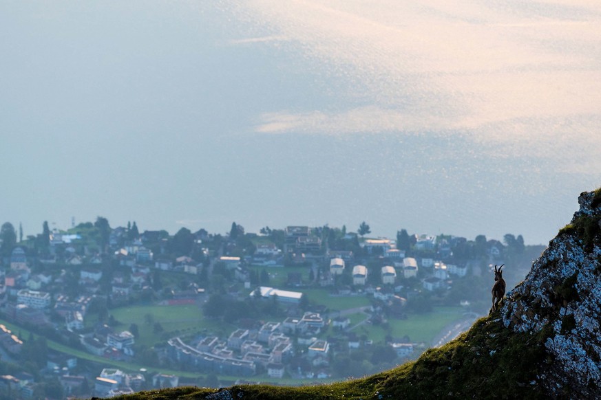 Rauszeit Tierbeobachtungen Pilatus