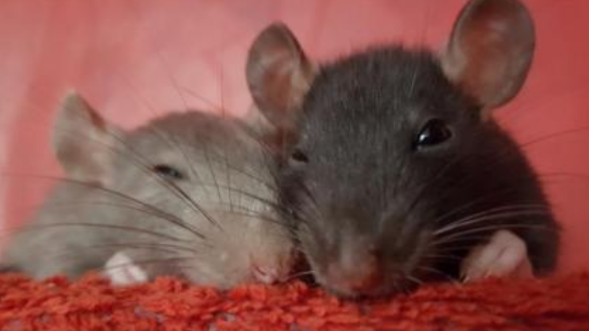 Ratten können den Hunger riechen