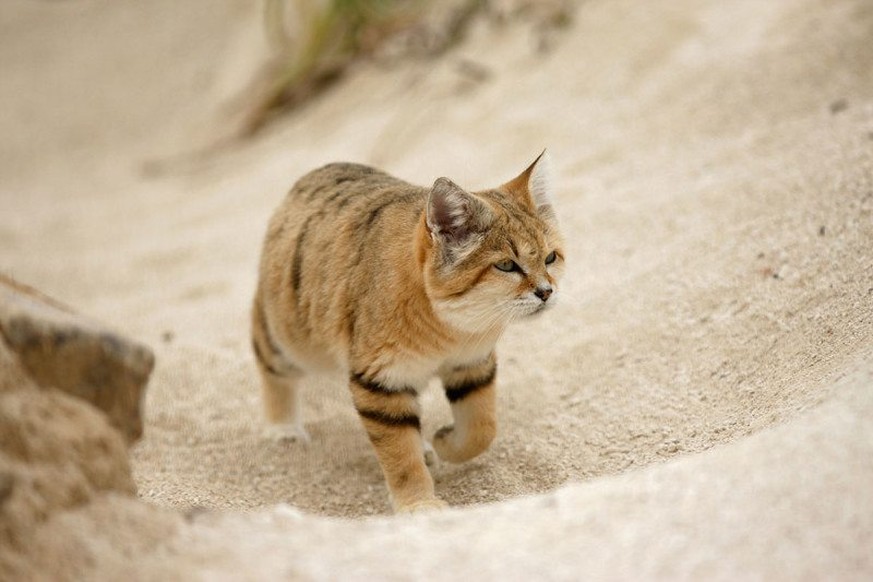 Sandkatze