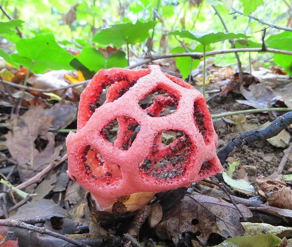 https://commons.wikimedia.org/wiki/File:Clathrus_ruber_specimen.JPG