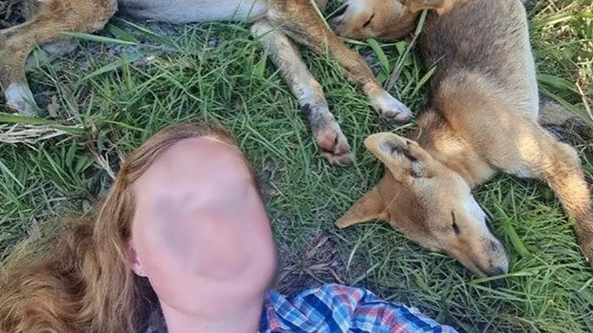 Eine Frau hat sich im Sommer 2023 auf der ostaustralischen Insel K'gari (früher Frazer Island) neben schlafende Dingo-Welpen gelegt und wurde gebüsst. (Quelle: Queensland Gov. Department of Envir ...