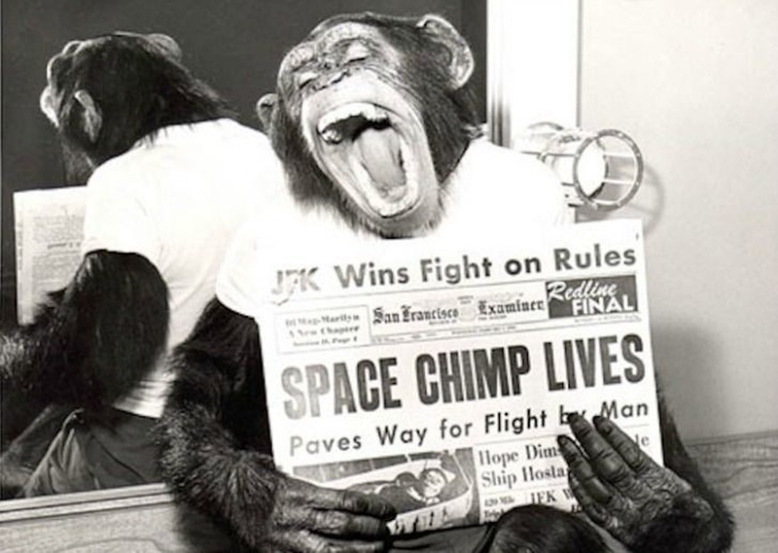 Ham mit der Zeitung, die von seinem erfolgreichen Raumflug berichtet.
