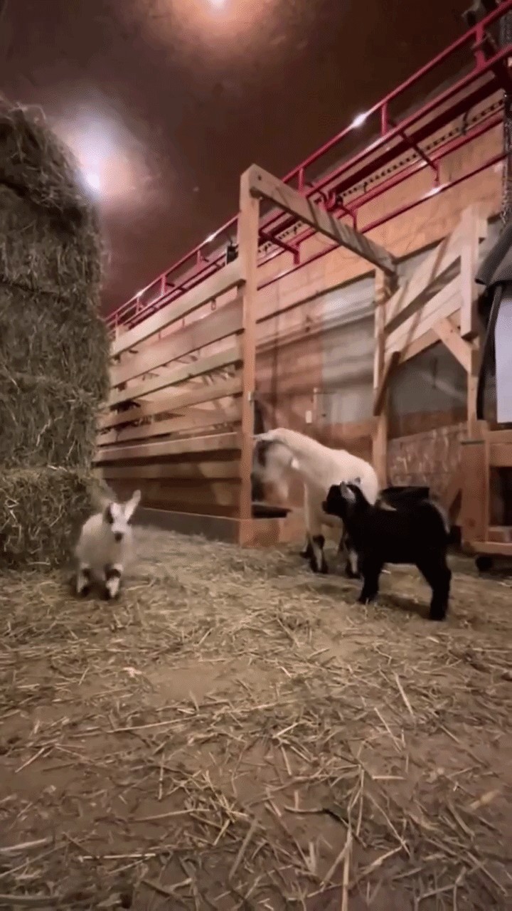 Animiertes GIF