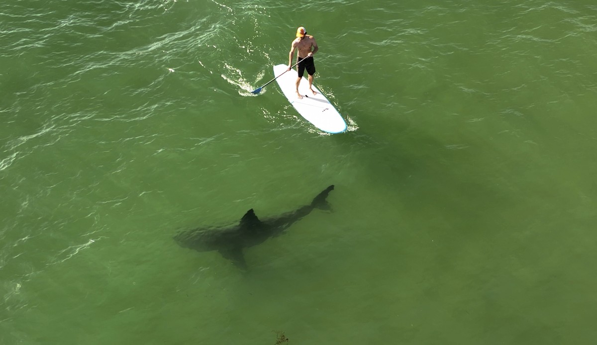 This drone image released by researchers with the Shark Lab at Cal State Long Beach, shows a juvenile white shark swimming next to a standing man on a long board along the Southern California coastlin ...