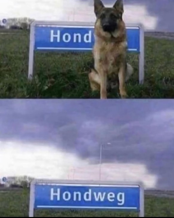 Lustige Tier-Memes