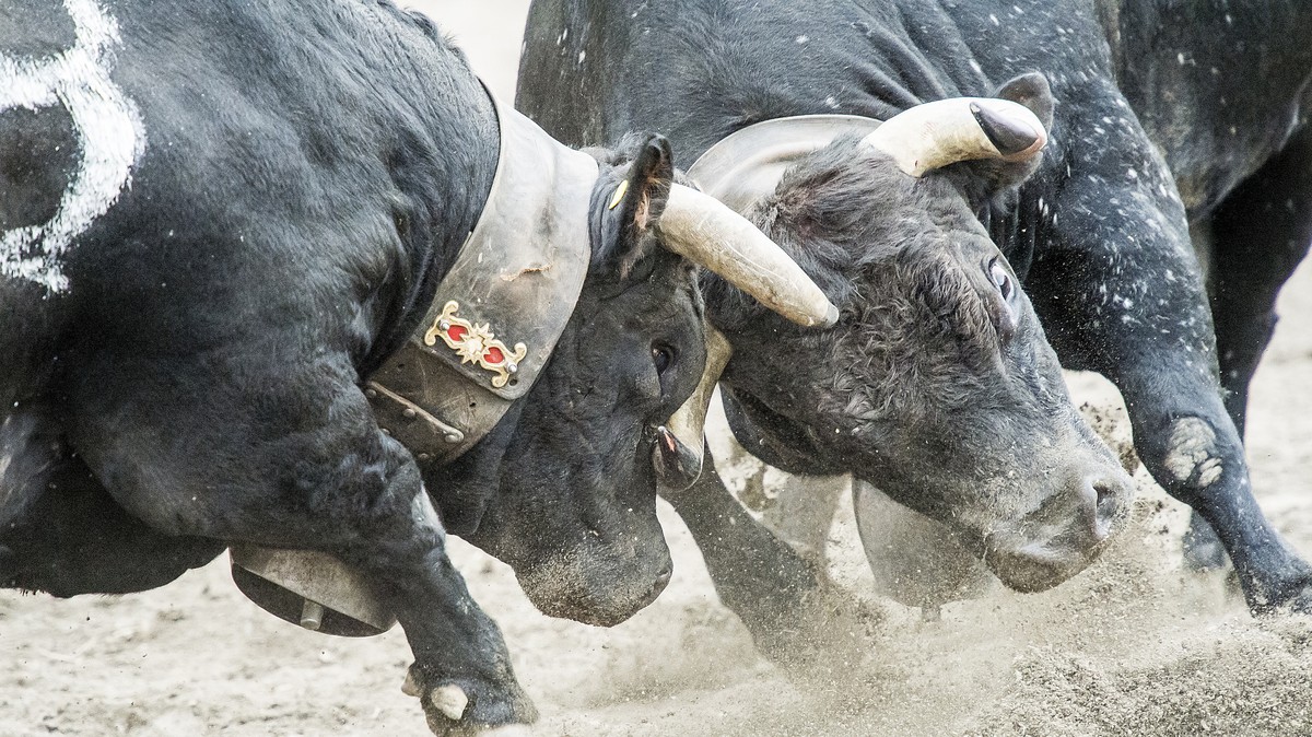 The cow "Ruby", left, fights against the cow (the Queen of the Queens) "Ruby", right, during the annual "Finale Nationale de la race d'Herens" or "Herens nation ...