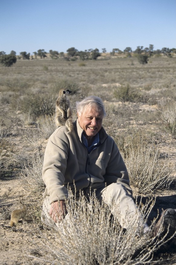 Sir David Attenborough mit Erdmännchen auf der Schulter, Filmarbeiten für BBC-Serie Life of Mammals, Kalahari, Provinz Nordkap, Südafrika iblsew04018487.jpg
