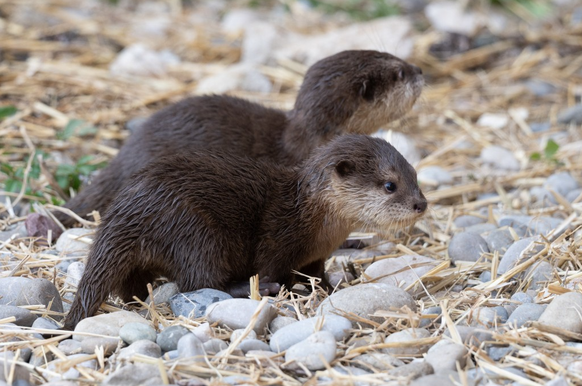Otter Basel Basler Zoo
