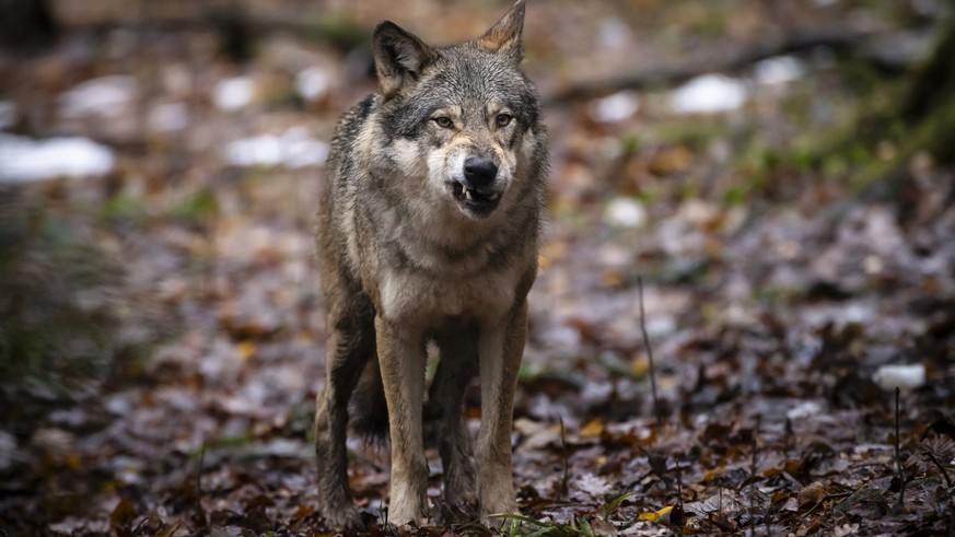 Ein Wolf im Wildnispark Langenberg, aufgenommen am Freitag, 8. Dezember 2023 in Langnau am Albis.Die Woelfe im Wildnispark Zuerich Langenberg stammen urspruenglich von Wildfaengen in den Karpaten ab u ...