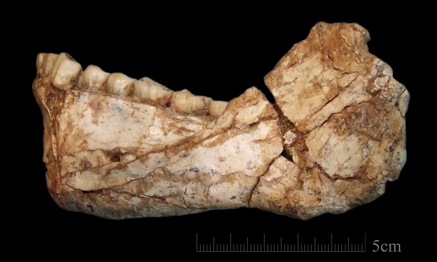 epa06015864 An undated handout photo made available by Max Planck Institute for Evolutionary Anthropology (MPI EVA) of Leipzig on 08 June 2017 shows a fossil the mandible Irhoud 11, the first, almost  ...
