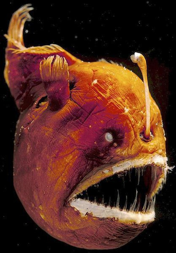 Deep Sea Anglerfish