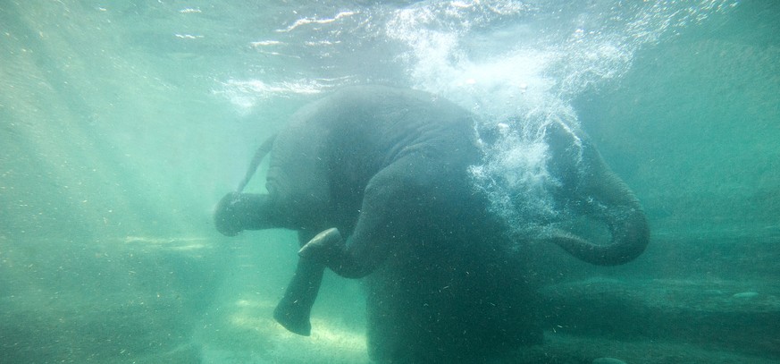 Farha beim Schwimmen im Zürcher Kaeng-Krachan-Elefantenpark.&nbsp;