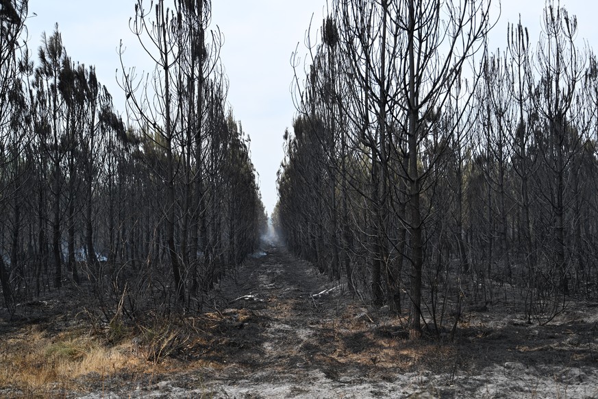 A planted forest smolders as wildfires rage near Marcheprime, outside Bordeaux, France, Monday, July 27, 2026. (AP Photo/Emma Da Silva)
France Wildfires