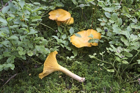 Eierschwammerl, Pfifferlinge PUBLICATIONxINxGERxSUIxAUTxHUNxONLY 1065509333

Egg mushroom Pfifferlinge PUBLICATIONxINxGERxSUIxAUTxHUNxONLY 1065509333