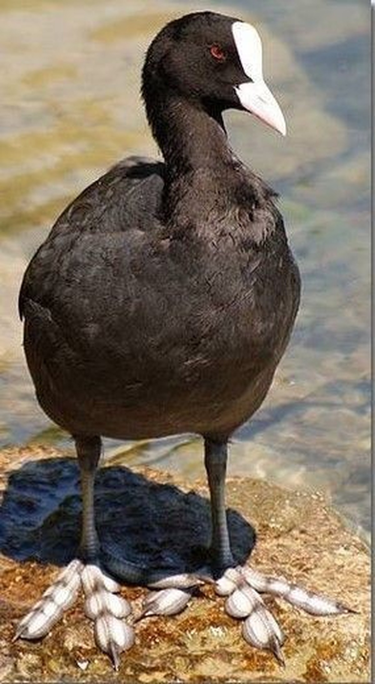 cute news tier ente taucherli

https://ch.pinterest.com/pin/178455203979423610/