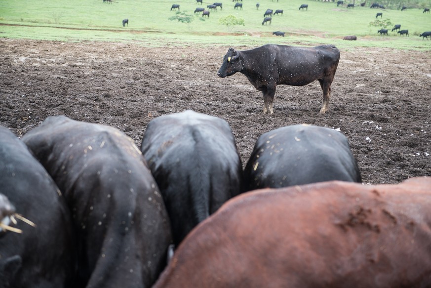 Nicht lange nach dem Unglück begannen die Kühe, mysteriöse weisse Flecken auf der Haut zu entwickeln. Die Bauern vermuten radioaktiv verseuchtes Gras, das die Tiere fressen.