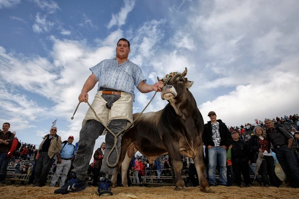 Christian Stucki mit Siegermuni nach dem Sieg am 15. Kilchberger Schwinget 2008. Der&nbsp;Ottiswiler ist Titelverteidiger.&nbsp;