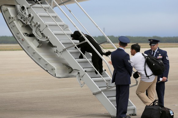 U.S. President Barack Obama&#039;s dog Sunny dashes aboard Air Force One at Cape Cod Coast Guard Air Station in Buzzards Bay, Massachusetts, U.S., August 21, 2016. REUTERS/Joshua Roberts