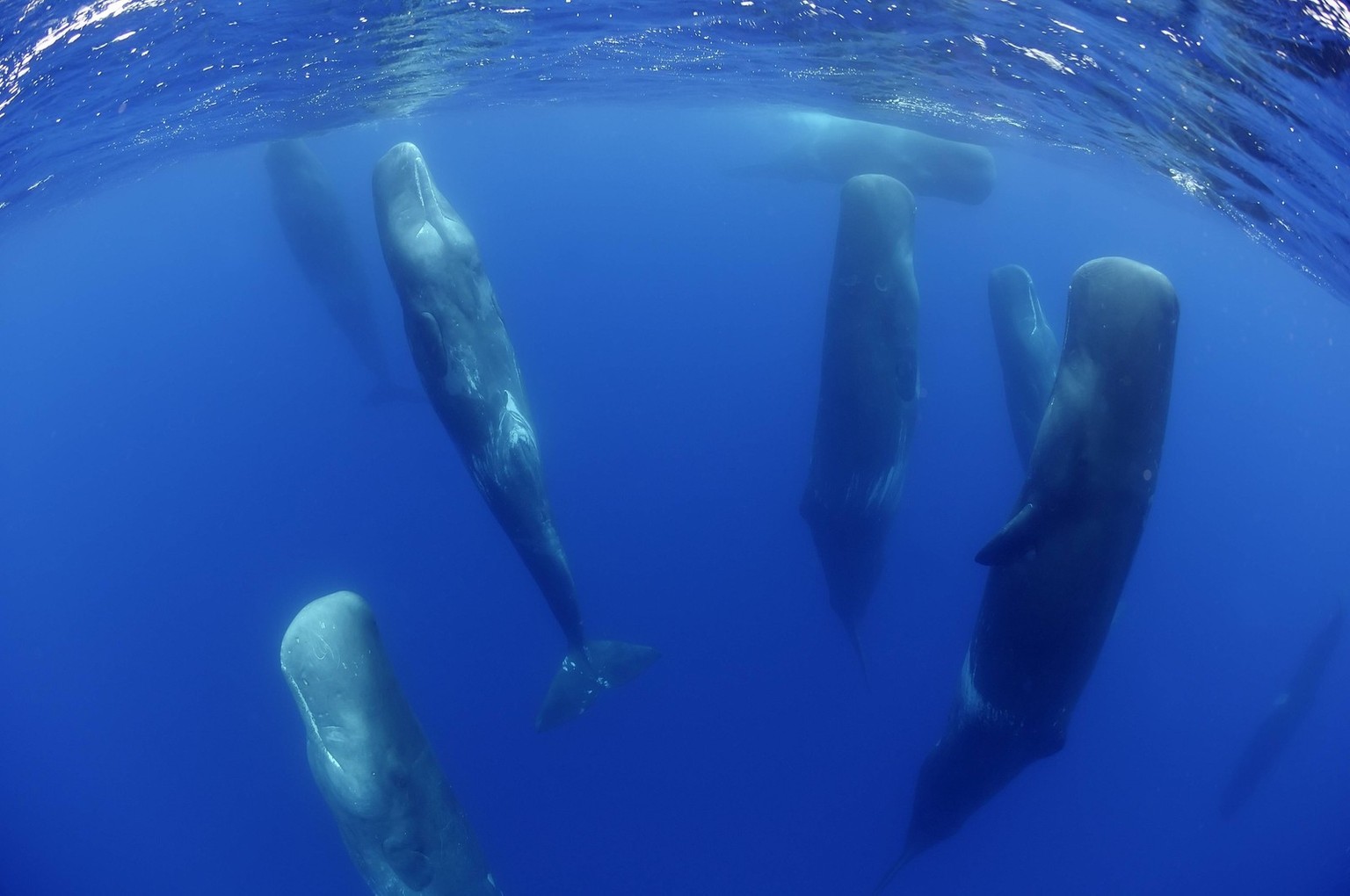 Sperm whales Physeter macrocephalus resting, Pico, Azores, Portugal, June 2009 WWE OUTDOOR EXHIBITION. NOT AVAILABLE FOR GREETING CARDS OR CALENDARS. WWE BOOK PUBLICATIONxINxGERxSUIxAUTxONLY 1277723 W ...