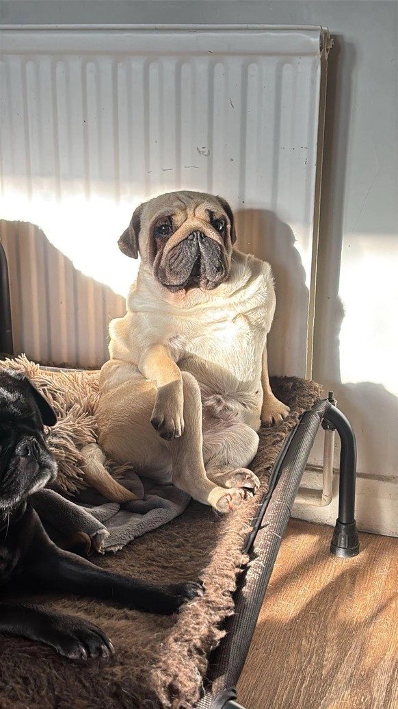 AccidentalRenaissance
My Rodger looking fabulous 

https://www.reddit.com/media?url=https%3A%2F%2Fpreview.redd.it%2Fmy-rodger-looking-fabulous-v0-yb48kayk5hog1.jpeg%3Fwidth%3D1080%26crop%3Dsmart%26aut ...