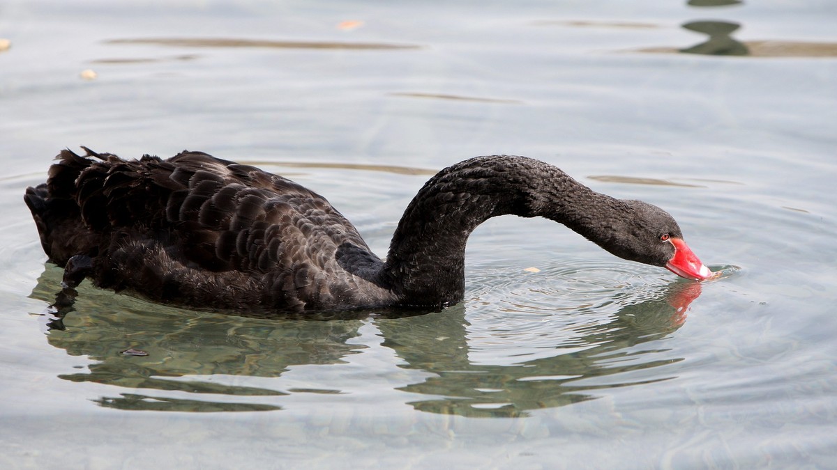 Exotischer-Gast-Schwarzschwan-planscht-im-Klingnauer-Stausee