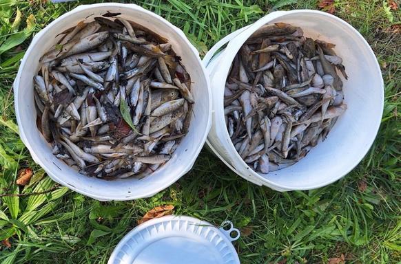 Rund 1000 Fische sind gestorben.