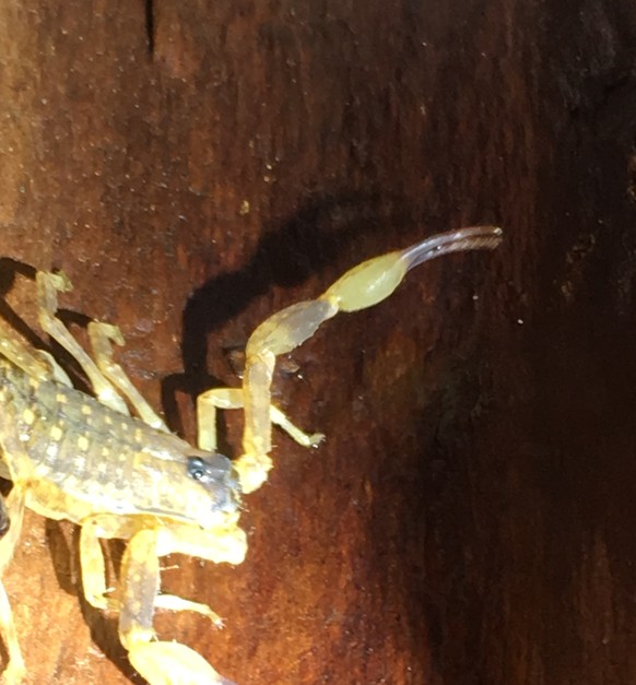 skorpion in gepäck nach flug von bali. zürcher