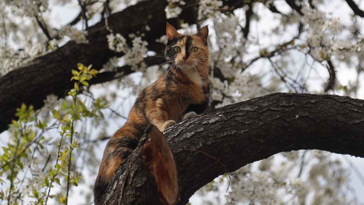 epa10535273 A cat sits on a blooming tree in downtown area of Tbilisi, Georgia, 21 March 2023. Temperatures reportedly reached up to 18 degrees Celsius in the Georgian capital. EPA/ZURAB KURTSIKIDZE