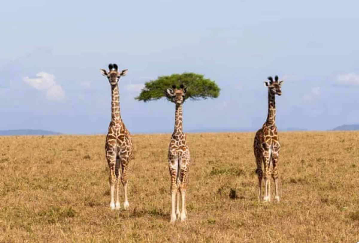 Drei Giraffen

https://preview.redd.it/the-different-one-v0-cb3fij6m78th1.jpeg?width=640&amp;crop=smart&amp;auto=webp&amp;s=c8774b0eea1ddbf2c2106d0e3c1af9611bb28a95