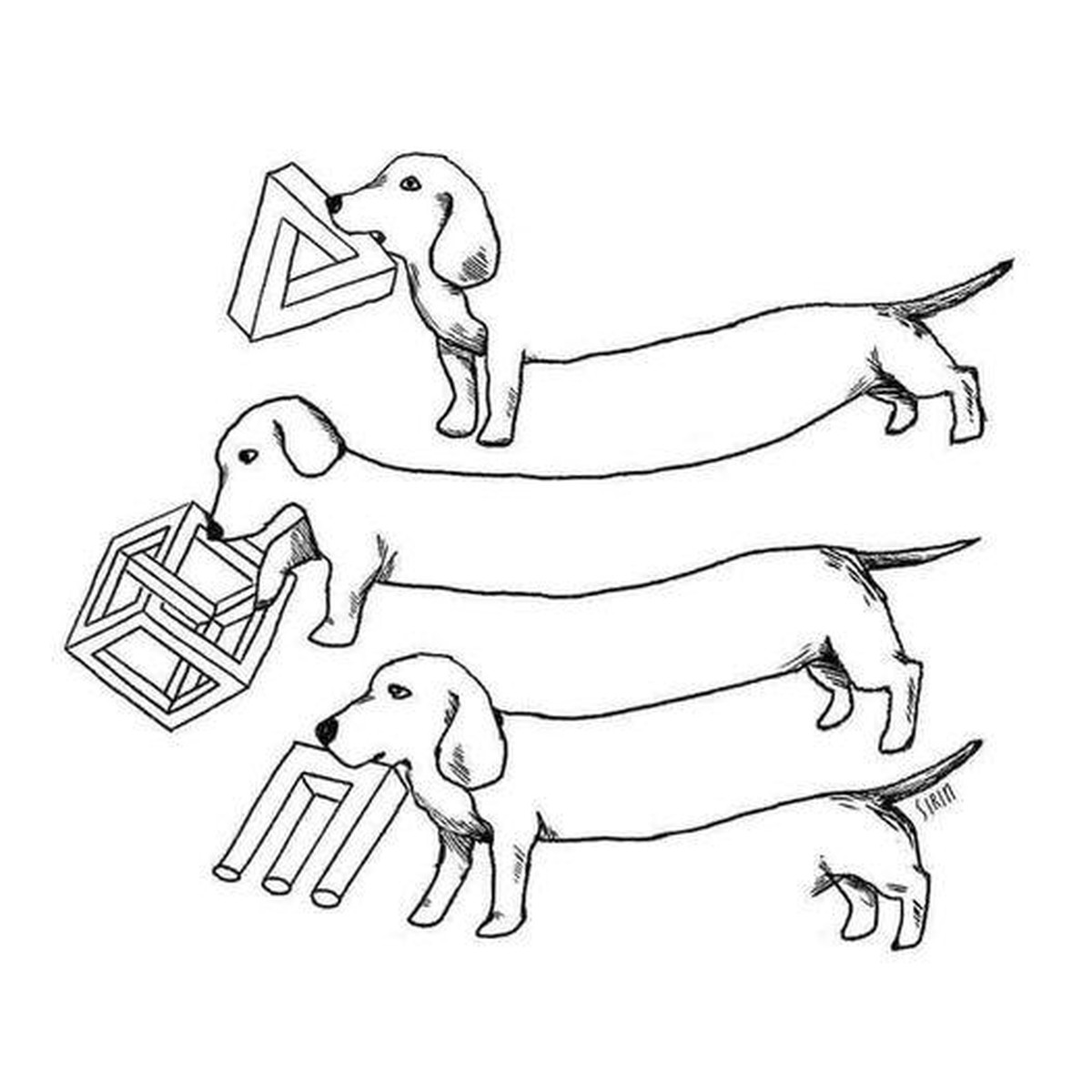 Es hГ¶rt einfach nicht auf ... рџ¤·вЂЌв™ЂпёЏ PICDUMP!\nрџђ•