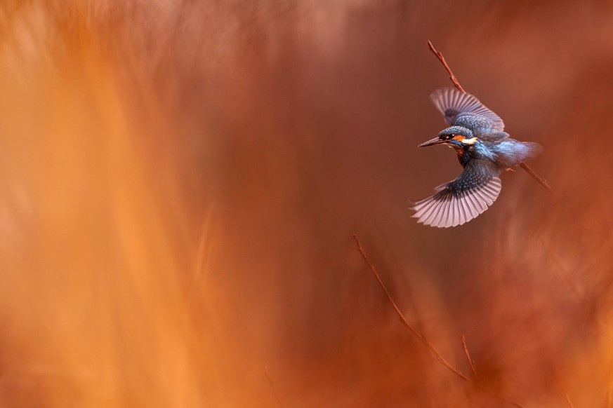Erster Platz Kategorie «Action»: Ein Eisvogel vor einem warmen Hintergrund.
