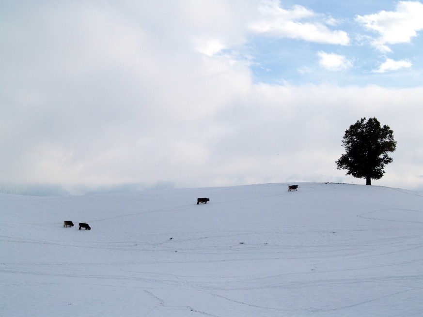 Regelmässiger Auslauf im Freien, auch im Winter.