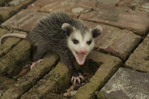 Opossum
Cute News
http://imgur.com/gallery/aCQF9