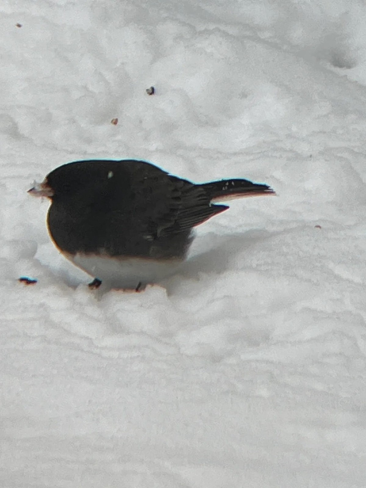 cute news tier vogel

https://www.reddit.com/r/borbs/comments/1pffnt4/the_roundest_junco_ive_ever_taken_a_picture_of/