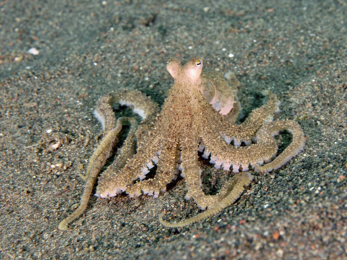 Marmorierter Oktopus Amphioctopus aegina mit Tentakeln auf dem Meeresboden, Tauchplatz Puri Jati, Umeanyar, Bali, Indonesien, Asien Marbled octopus Amphioctopus aegina with tentacles on the seabed, di ...