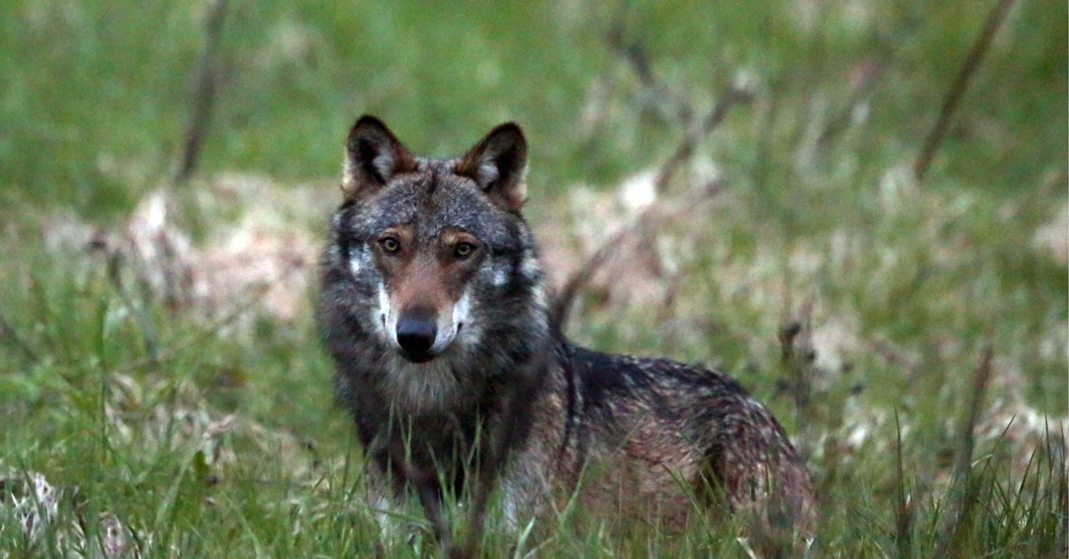 Wolf-t-tet-im-Jura-mehrere-Schafe