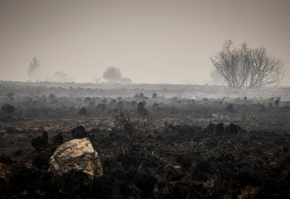 Im Hochmoor Hohes Venn in Belgien sind über 3000 Hektaren verbannt. Im Torf steckt CO2, das sich über tausende Jahre angesammelt hat. (16. August 2026)